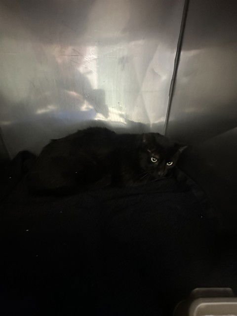 UNKNOWN - Domestic Short Hair available for adoption