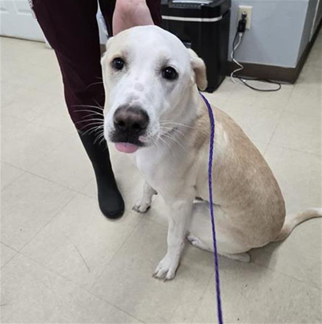 MILO - Labrador Retriever available for adoption