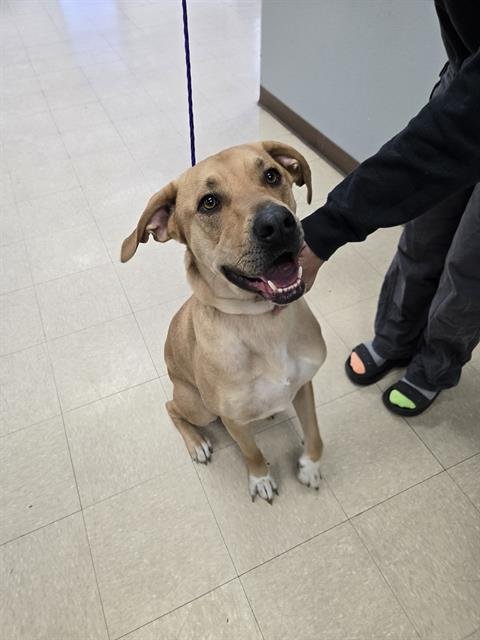 DUKE - Labrador Retriever available for adoption
