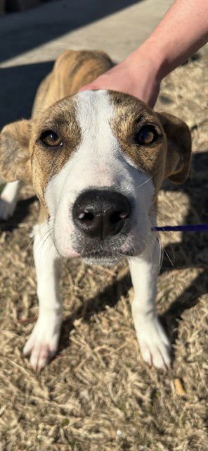 GRACIE - Pit Bull Terrier available for adoption