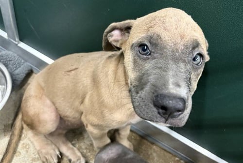 MINEY - American Pit Bull Terrier available for adoption