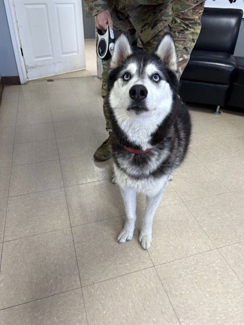 NIKO - Husky available for adoption