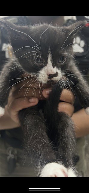 NINA - Domestic Short Hair available for adoption