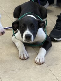 MOLLY - Photo 1