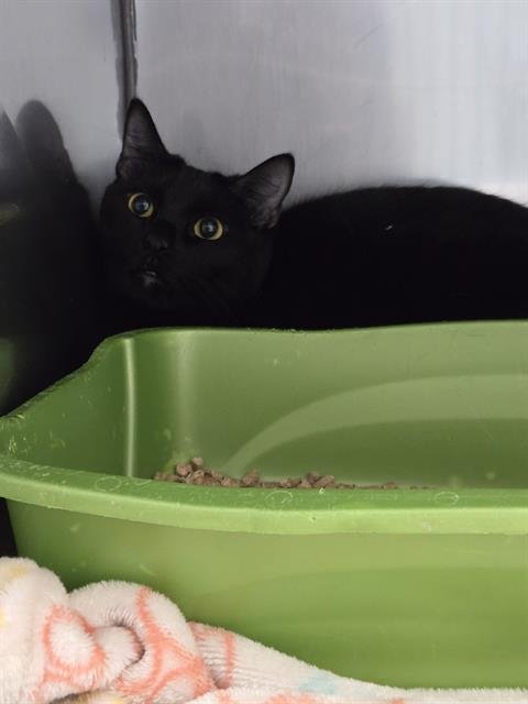 BJ - Domestic Short Hair available for adoption