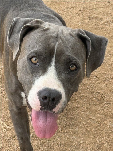SHEBA - Pit Bull Terrier available for adoption