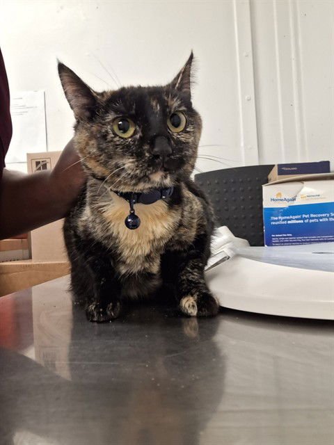 SPICE - Domestic Short Hair available for adoption