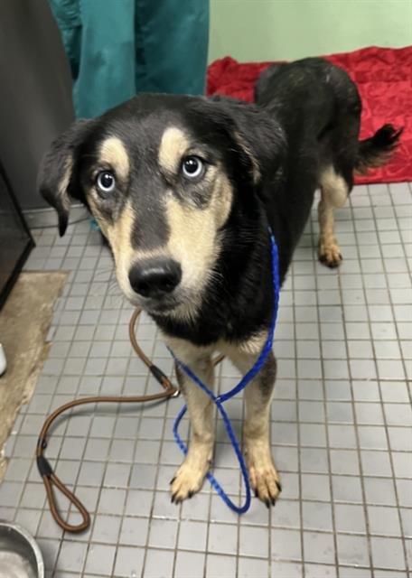 PEARL - Border Collie / German Shepherd Dog available for adoption
