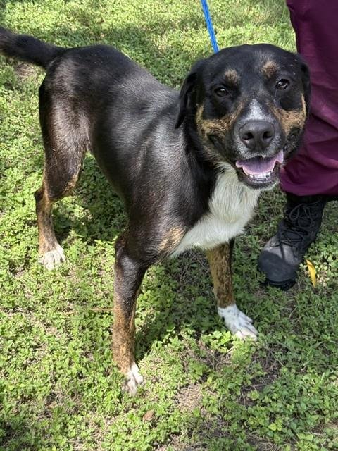 DEUCE - Labrador Retriever / German Shepherd Dog available for adoption