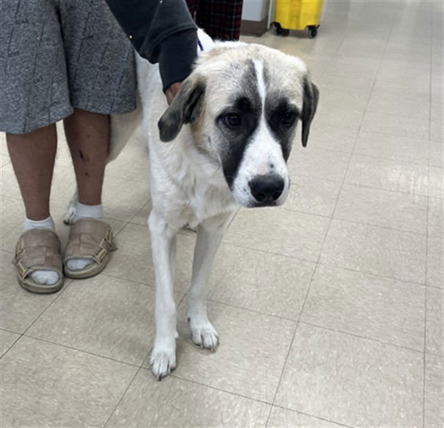 JULIE - Great Pyrenees available for adoption
