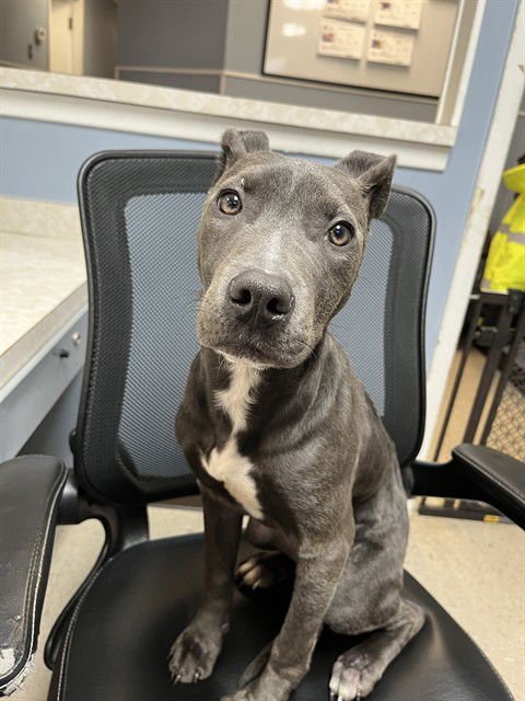 STORMY - Pit Bull Terrier available for adoption