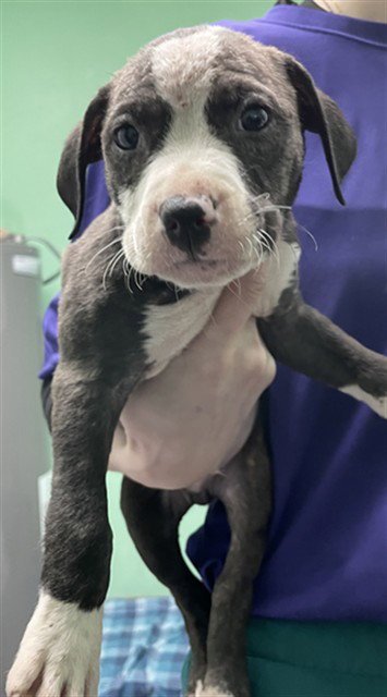 THUNDER - Pit Bull Terrier available for adoption
