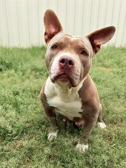 POPPIE - Pit Bull Terrier available for adoption