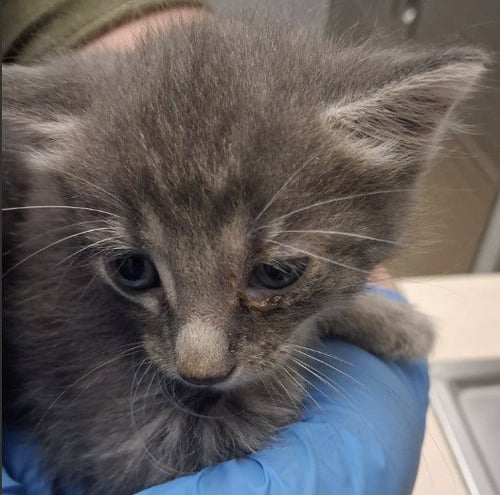 ESPEON - Domestic Short Hair available for adoption