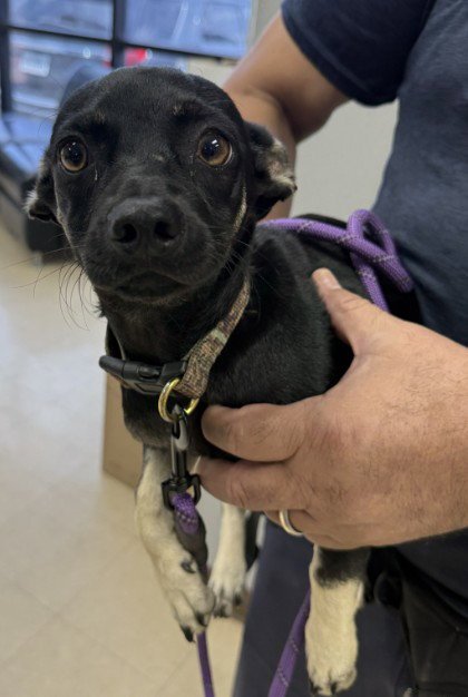 LIL SMOKEY - Chihuahua available for adoption