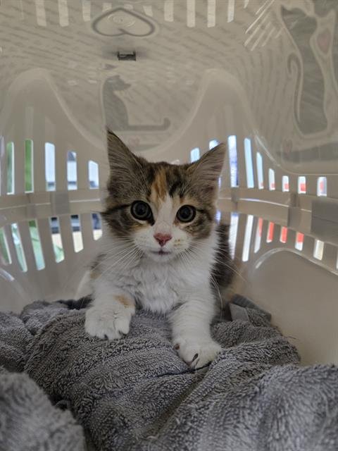 ASH - Domestic Medium Hair available for adoption