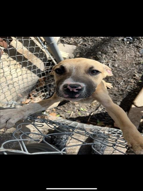 ROLL - Pit Bull Terrier available for adoption