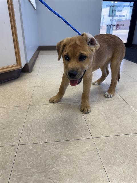 MEG - Labrador Retriever available for adoption