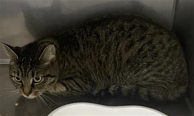 BUTTER - Domestic Short Hair available for adoption