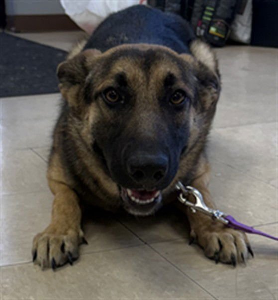 SAPPHIRE - German Shepherd Dog available for adoption