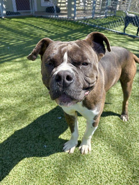 BRUNO - American Bulldog available for adoption