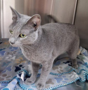 MISTY - Domestic Short Hair available for adoption