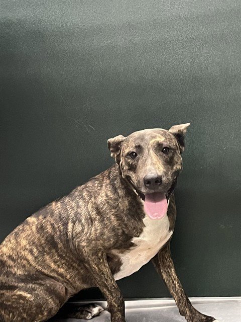 CHUNKS - Pit Bull Terrier available for adoption