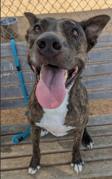 CHUNKS - Pit Bull Terrier available for adoption
