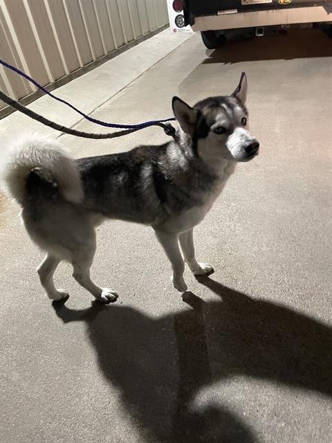 HUNTER - Husky available for adoption