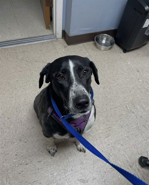 WYNONNA - Labrador Retriever available for adoption