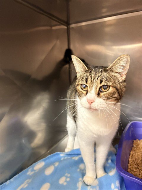 GRAVY - Domestic Short Hair available for adoption