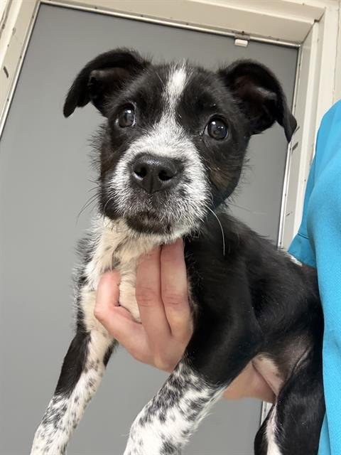 DARCY - Labrador Retriever / Collie available for adoption