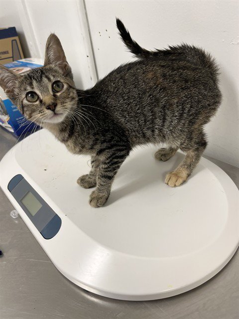 CLEOPATRA - Domestic Short Hair available for adoption