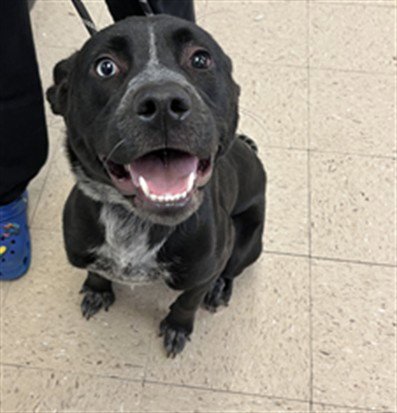 DIVA - Labrador Retriever available for adoption