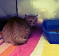DEXTER - Photo 1