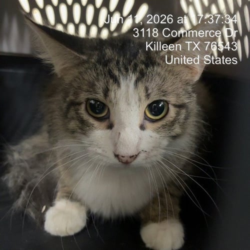 CLOVER - Domestic Short Hair available for adoption