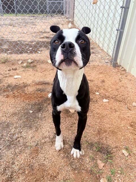 BIG IGGY - Staffordshire Bull Terrier available for adoption