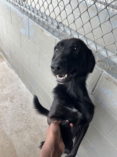 FENRIR - Flat-coated Retriever available for adoption