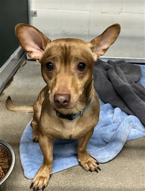 SHORTY - Chihuahua available for adoption