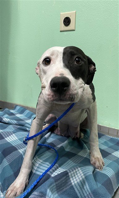 SUZIE - Pit Bull Terrier available for adoption