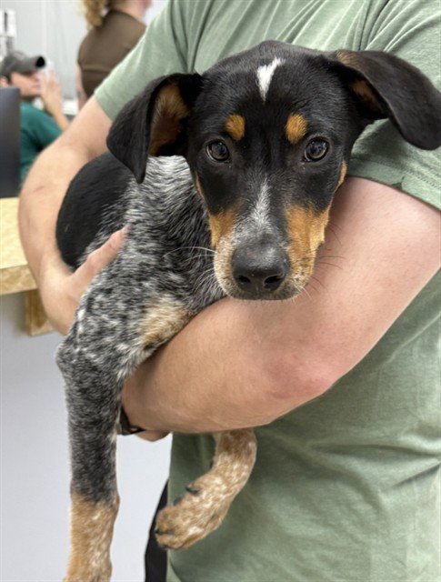 RUFUS Image