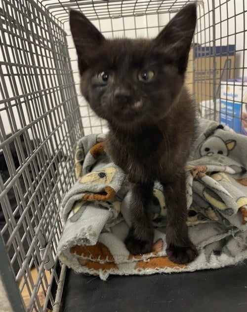 JAMIROQUAI - Domestic Short Hair available for adoption