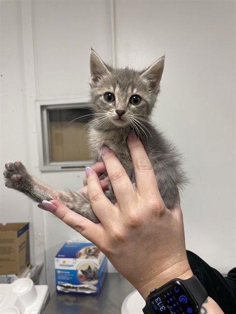 LILLY - Domestic Short Hair available for adoption