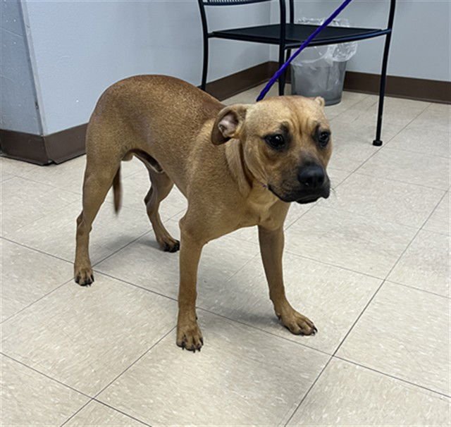 HUBERT - Black Mouth Cur available for adoption