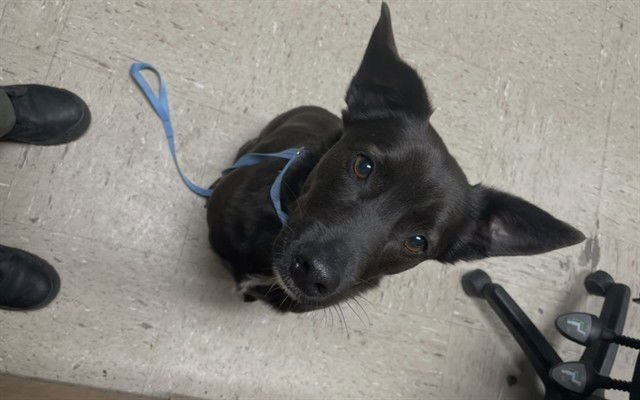 CHOMPER - Labrador Retriever available for adoption