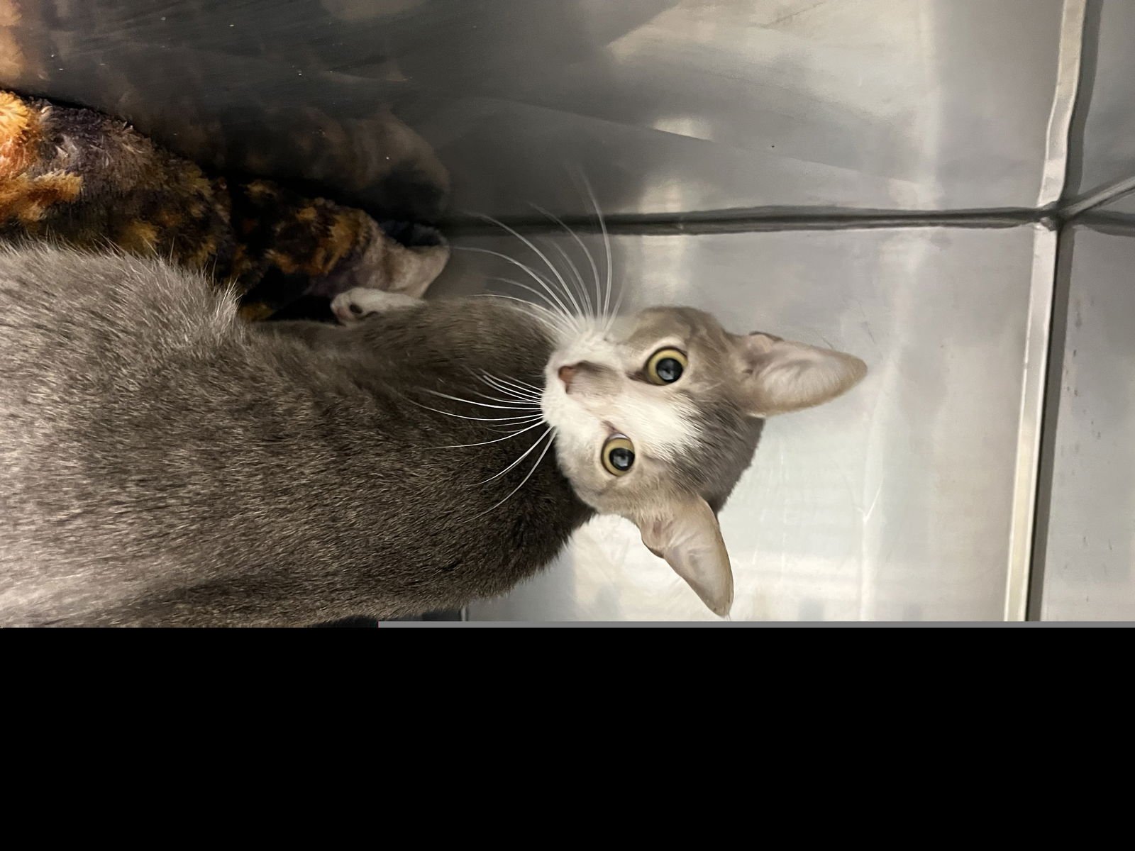 PICKLE - Domestic Short Hair available for adoption