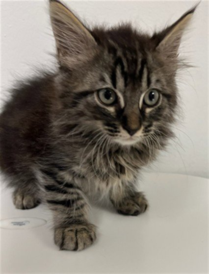 VAN HELSING - Domestic Medium Hair available for adoption