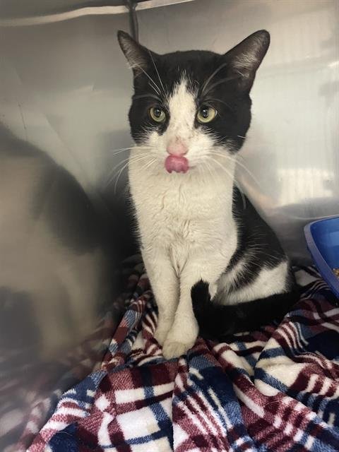 LIL BILLY - Domestic Short Hair available for adoption