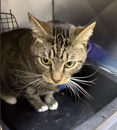 REMY - Domestic Short Hair available for adoption