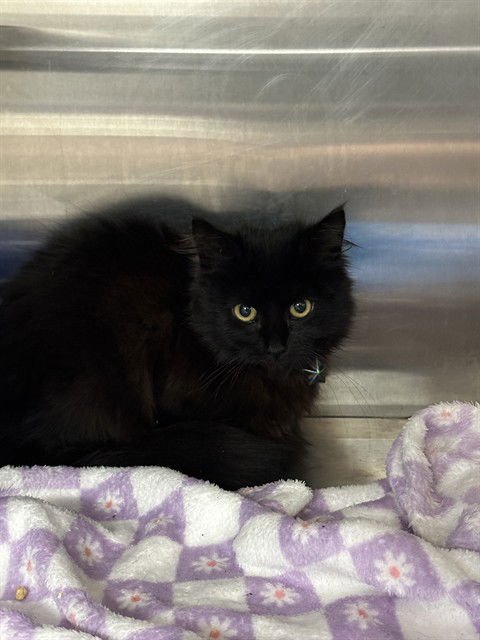 UNKNOWN - Domestic Medium Hair available for adoption